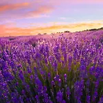 Casa de Férias Unit_type_semidetached_house 55082 *